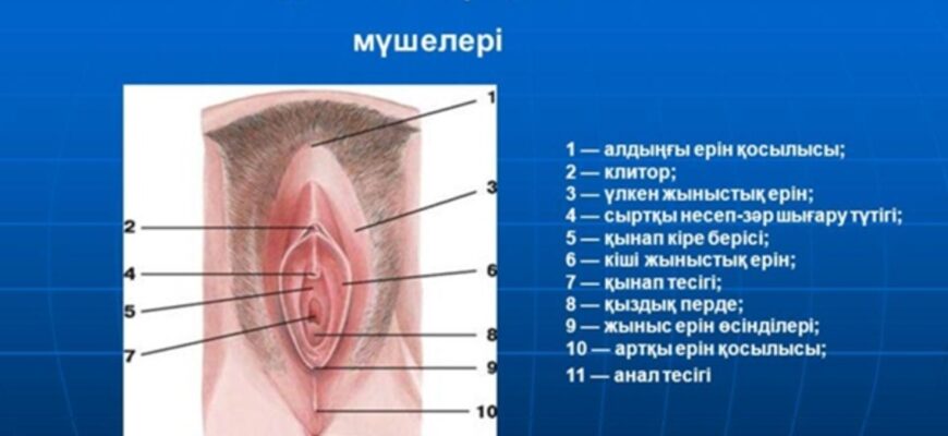 қыздық перде анатомиясы және гимен түрлері медициналық схема